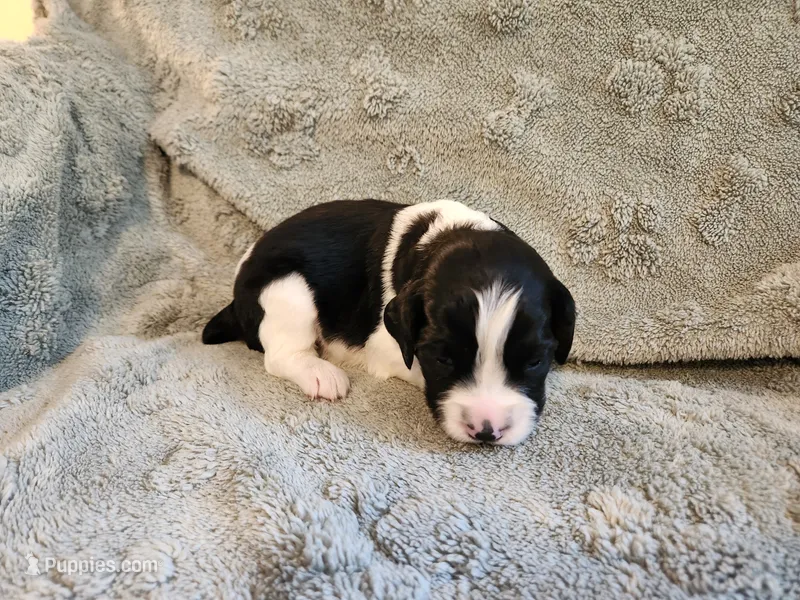 Rapunzel – English Springer Spaniel puppy for sale in Baraboo, WI