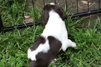 Belle, a female English Springer Spaniel for sale in Baraboo, WI – 3 of 4