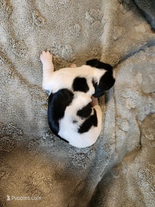 Prince Charming – English Springer Spaniel puppy for sale in Baraboo, WI