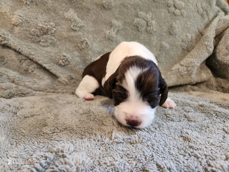 Belle – English Springer Spaniel puppy for sale in Baraboo, WI