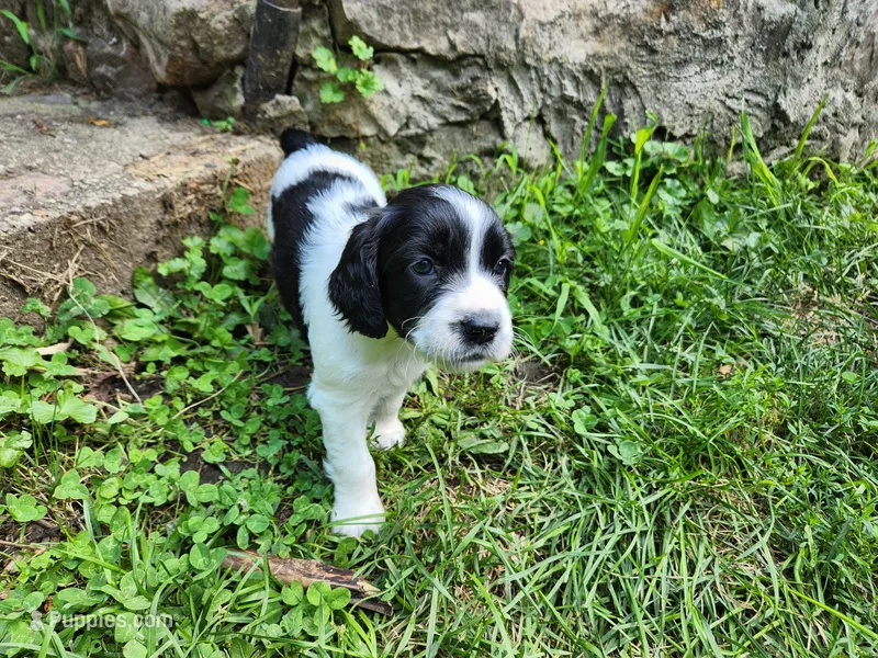 Jasmine – English Springer Spaniel puppy for sale in Baraboo, WI
