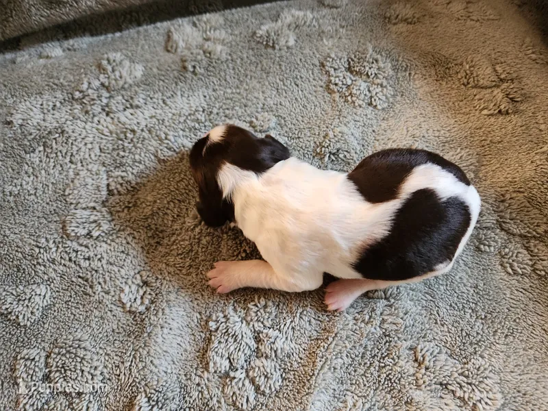 Belle – English Springer Spaniel puppy for sale in Baraboo, WI