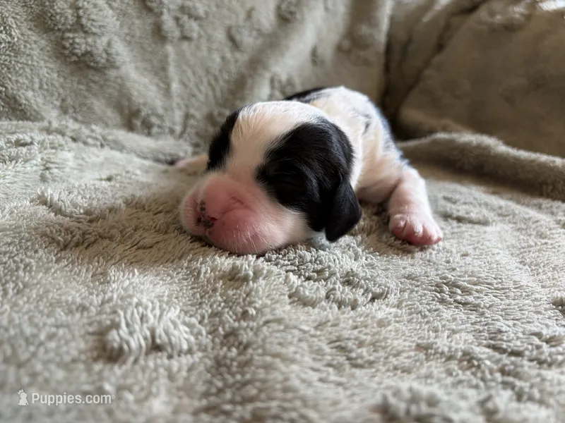 Tweety – English Springer Spaniel puppy for sale in Baraboo, WI