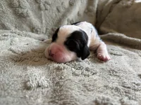 Tweety, a male English Springer Spaniel for sale in Baraboo, WI – 1 of 2