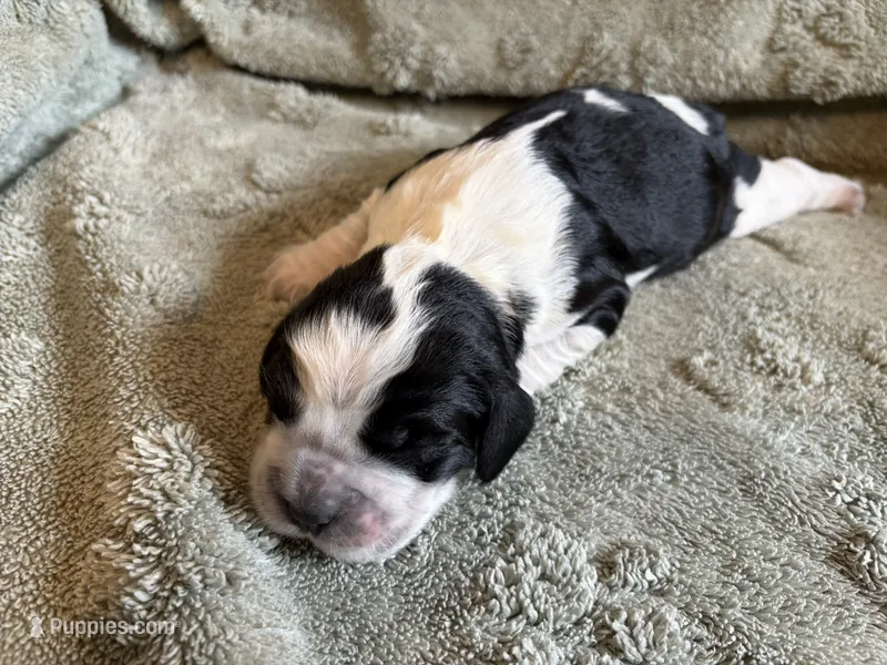 Petunia – English Springer Spaniel puppy for sale in Baraboo, WI