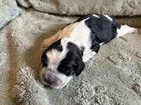 Petunia, a female English Springer Spaniel for sale in Baraboo, WI – 1 of 2