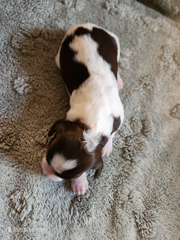 Merida – English Springer Spaniel puppy for sale in Baraboo, WI