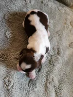 Merida, a female English Springer Spaniel for sale in Baraboo, WI – 1 of 1