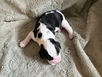 Tweety, a male English Springer Spaniel for sale in Baraboo, WI – 2 of 2