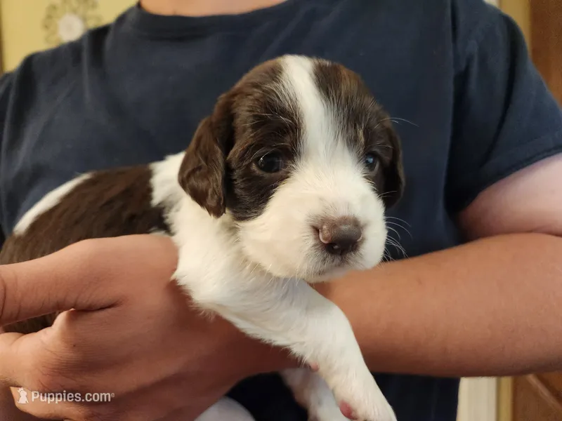 Merida – English Springer Spaniel puppy for sale in Baraboo, WI