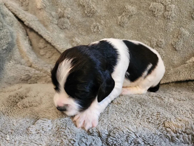 Jasmine – English Springer Spaniel puppy for sale in Baraboo, WI