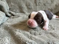 Taz, a male English Springer Spaniel for sale in Baraboo, WI – 1 of 2