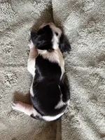 Penelope, a female English Springer Spaniel for sale in Baraboo, WI – 2 of 2
