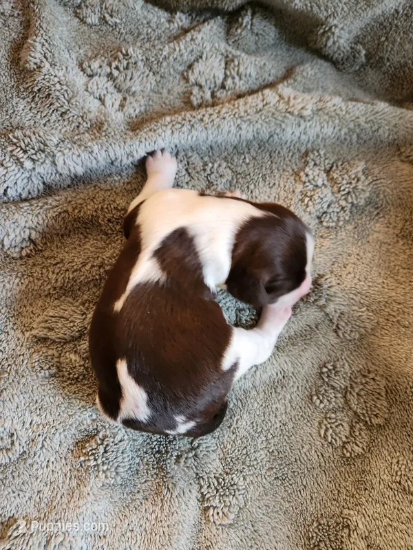 Moana – English Springer Spaniel puppy for sale in Baraboo, WI