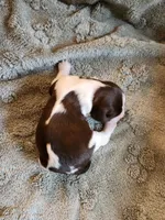 Moana, a female English Springer Spaniel for sale in Baraboo, WI – 1 of 1