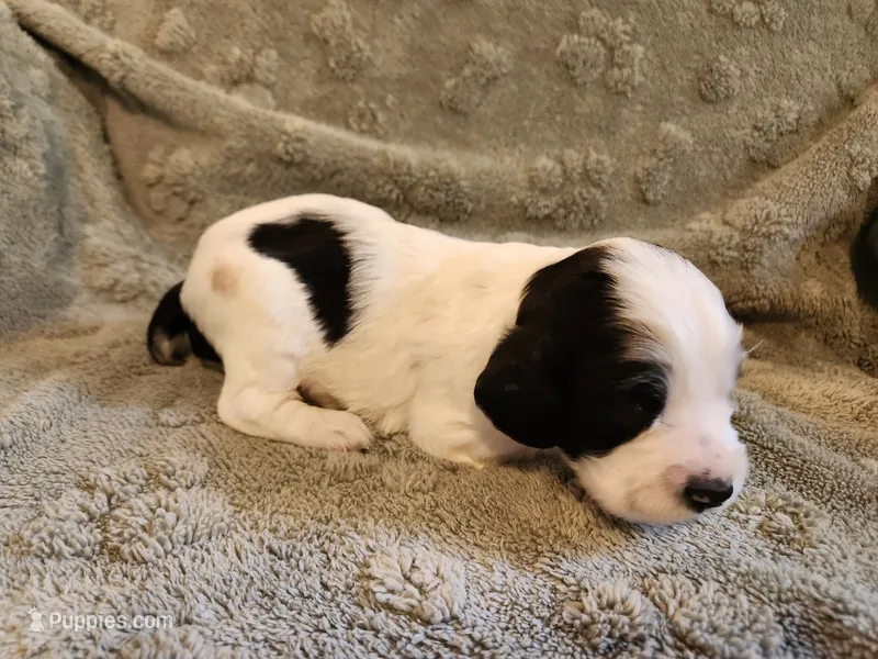 Mulan – English Springer Spaniel puppy for sale in Baraboo, WI