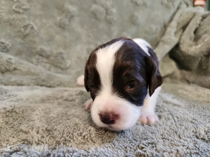 Merida – English Springer Spaniel puppy for sale in Baraboo, WI