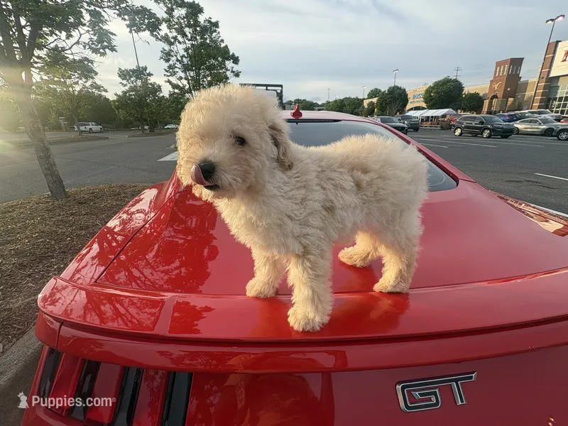 Ginger  – Poodle - Toy  puppy for sale in Columbia, SC