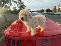 Ginger , a male Poodle - Toy  for sale in Columbia, SC – 1 of 7