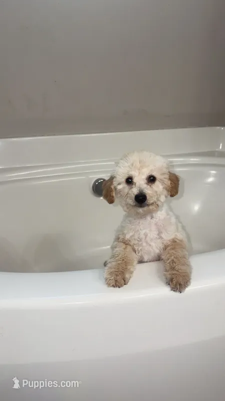 Ginger  – Poodle - Toy  puppy for sale in Columbia, SC