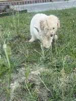 Ginger , a male Poodle - Toy  for sale in Columbia, SC – 6 of 7
