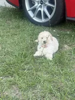 Ginger , a male Poodle - Toy  for sale in Columbia, SC – 4 of 7