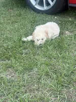 Ginger , a male Poodle - Toy  for sale in Columbia, SC – 5 of 7