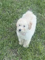 Ginger , a male Poodle - Toy  for sale in Columbia, SC – 3 of 7