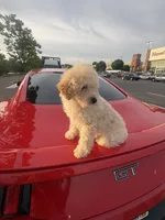 Ginger , a male Poodle - Toy  for sale in Columbia, SC – 2 of 7