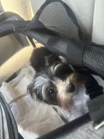 Cookie, a female Biewer for sale in Clovis, CA – 2 of 4