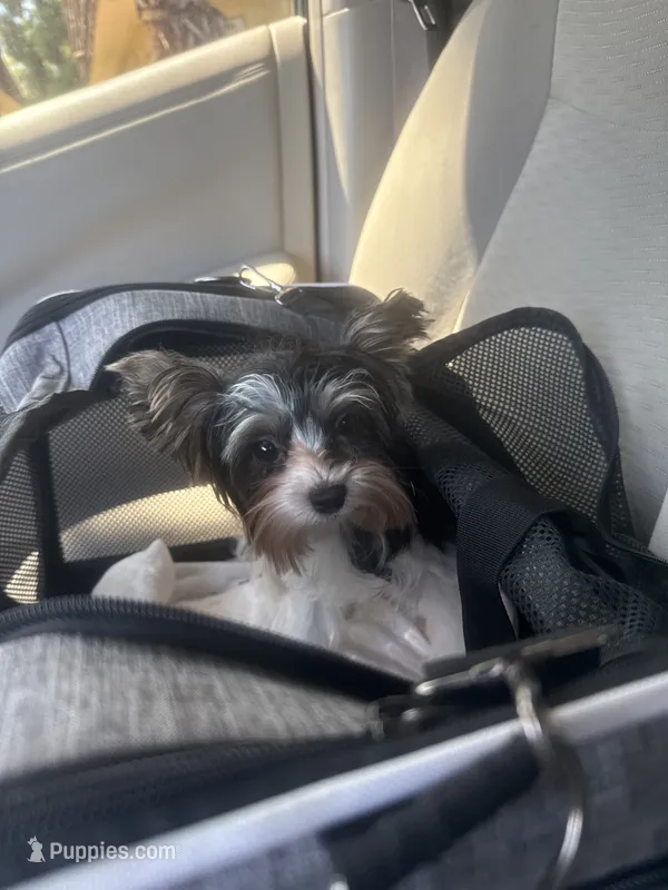 Cookie – Biewer puppy for sale in Clovis, CA