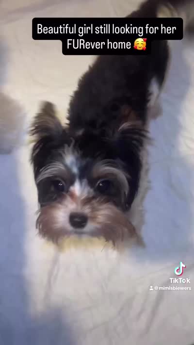 Cookie, a female Biewer for sale in Clovis, CA – 3 of 4