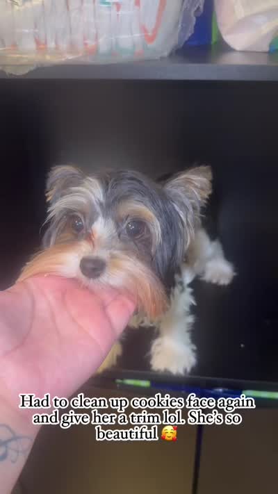 Cookie, a female Biewer for sale in Clovis, CA – 4 of 4