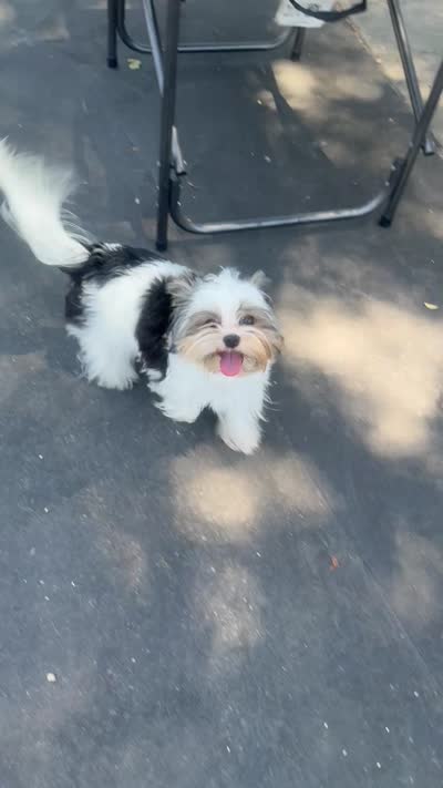 Nata, a female Biewer for sale in Clovis, CA – 7 of 7