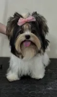Nata, a female Biewer for sale in Clovis, CA – 1 of 7