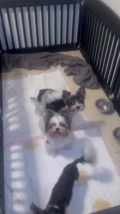 Nata, a female Biewer for sale in Clovis, CA – 3 of 7
