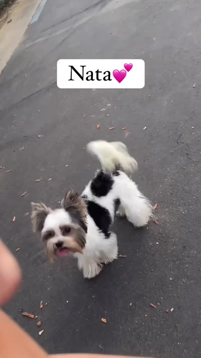 Nata, a female Biewer for sale in Clovis, CA – 6 of 7