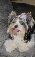 Nata, a female Biewer for sale in Clovis, CA – 4 of 7