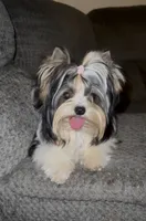Nata, a female Biewer for sale in Clovis, CA – 2 of 7