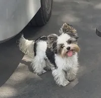 Nata, a female Biewer for sale in Clovis, CA – 5 of 7