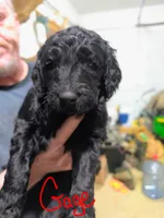 Gage, a male Goldendoodle for sale in Leslie, MI – 1 of 1