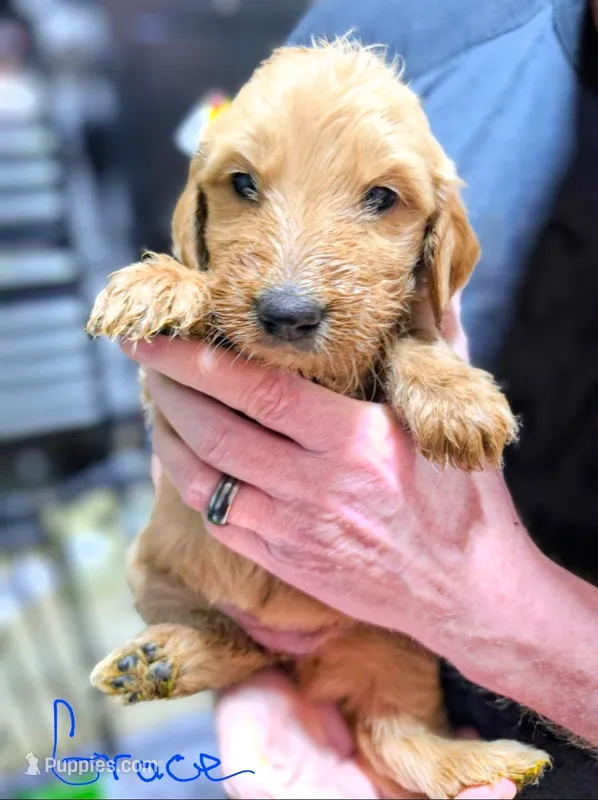 Grace – Goldendoodle puppy for sale in Leslie, MI