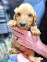 Grace, a female Goldendoodle for sale in Leslie, MI – 1 of 1