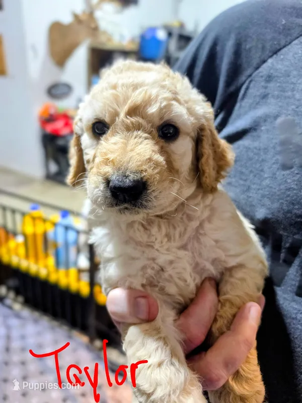 Emery – Goldendoodle puppy for sale in Leslie, MI