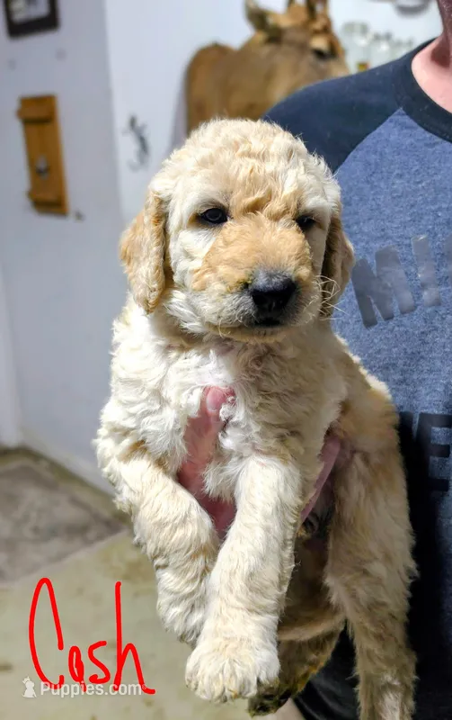 Cash – Goldendoodle puppy for sale in Leslie, MI