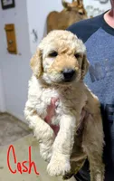 Cash, a male Goldendoodle for sale in Leslie, MI – 1 of 1