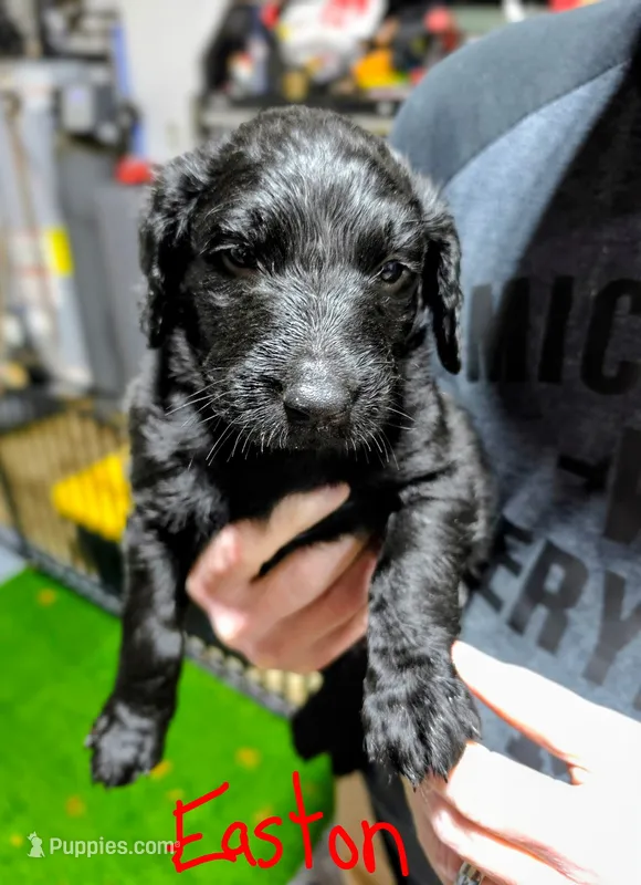 Easton – Goldendoodle puppy for sale in Leslie, MI