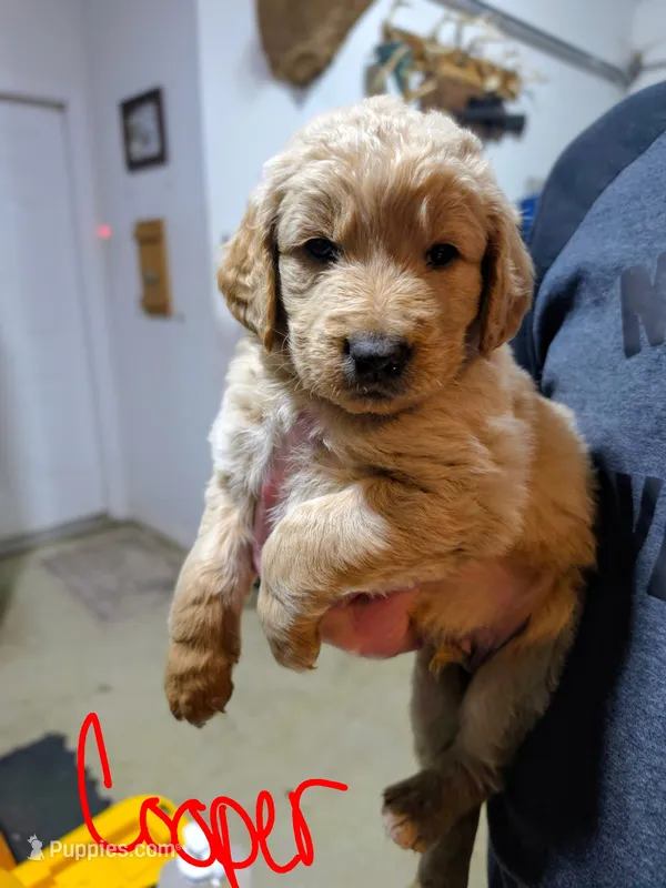 Cooper – Goldendoodle puppy for sale in Leslie, MI