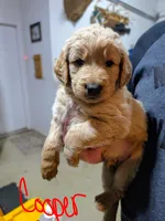 Cooper, a male Goldendoodle for sale in Leslie, MI – 1 of 1