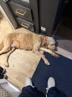 Scotty, a male Goldendoodle for sale in Leslie, MI – 3 of 3